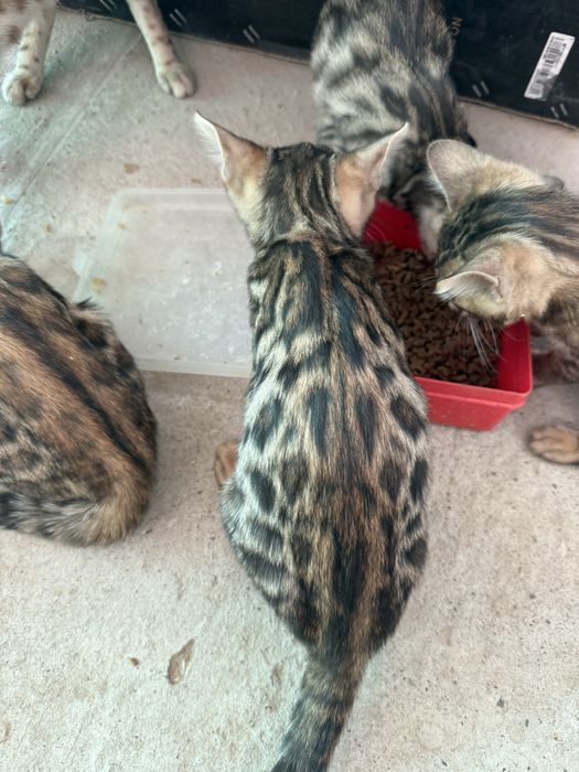 Бенгал мушукчалар тоза зотли