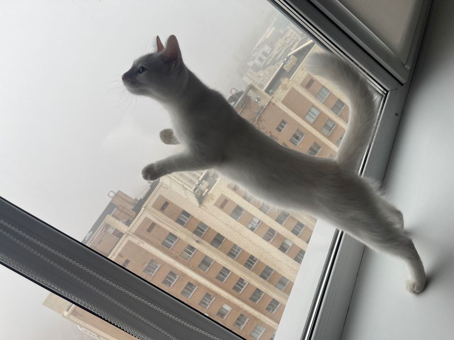 кошка разноглазая девочка