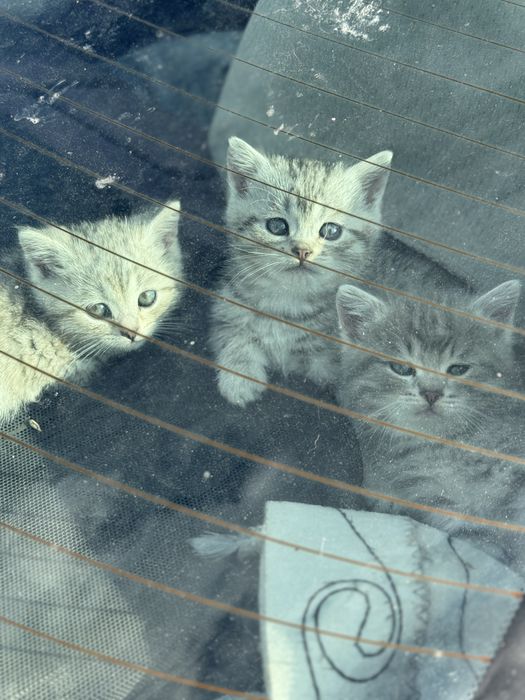 Отдам в добрые руки