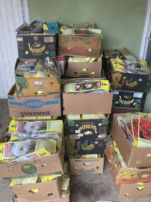 Vand pomi fructiferi ambalati