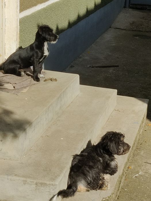 Donez 2 căței au 3 luni