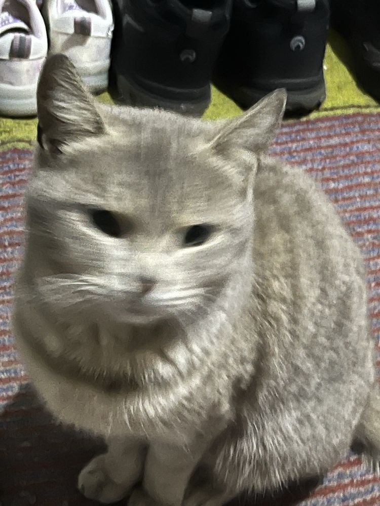 Котенок бесплатно даром
