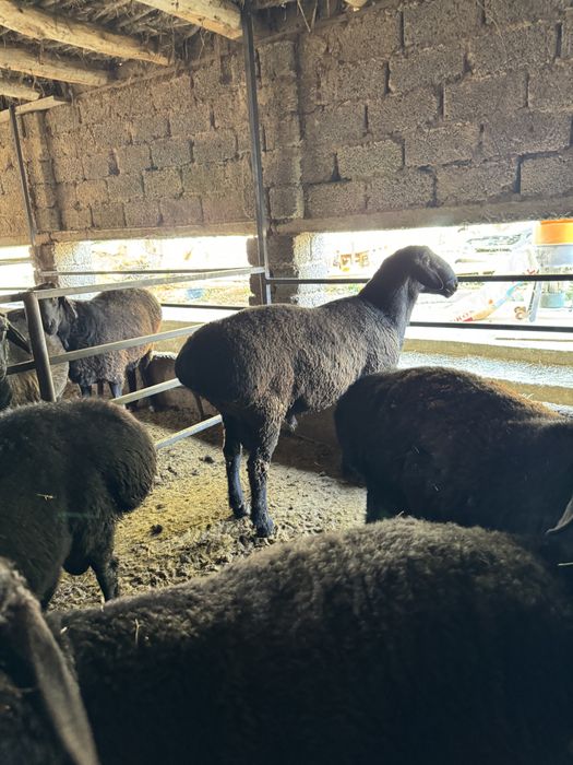 Қурбонликга Қўчқор Qochqor сотилади qoy qurbonlik