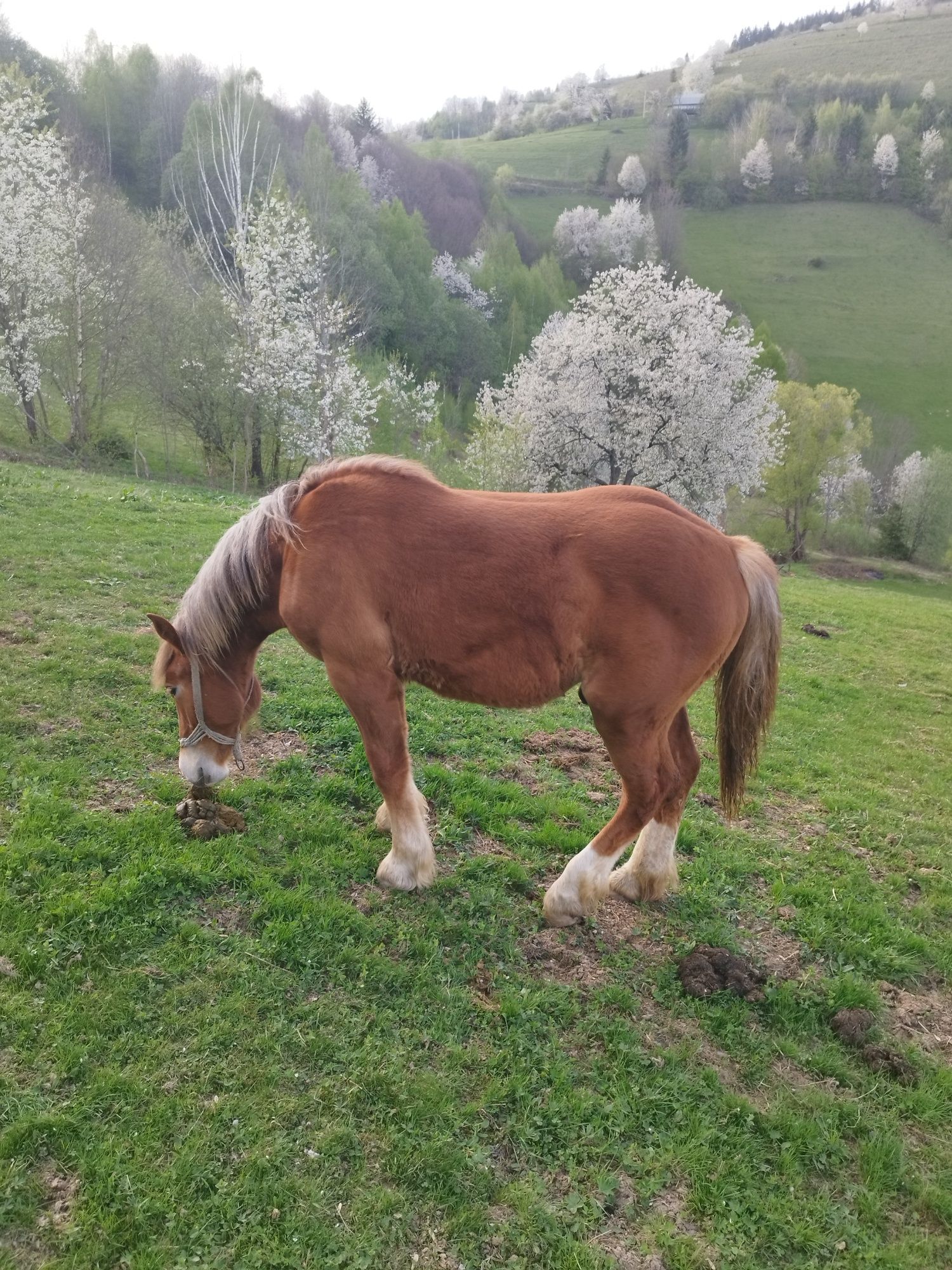 Vând mânz de 11 luni