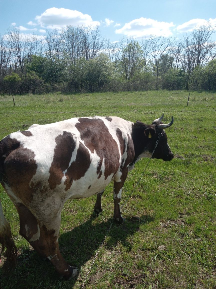 Vaca bălțată de vanzare