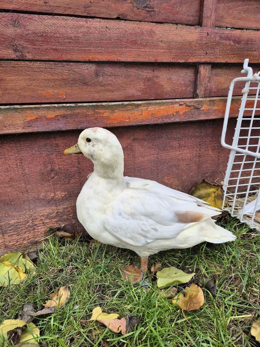 Rate pitice olandeze