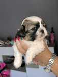Căţeluși/ SHIH-TZU