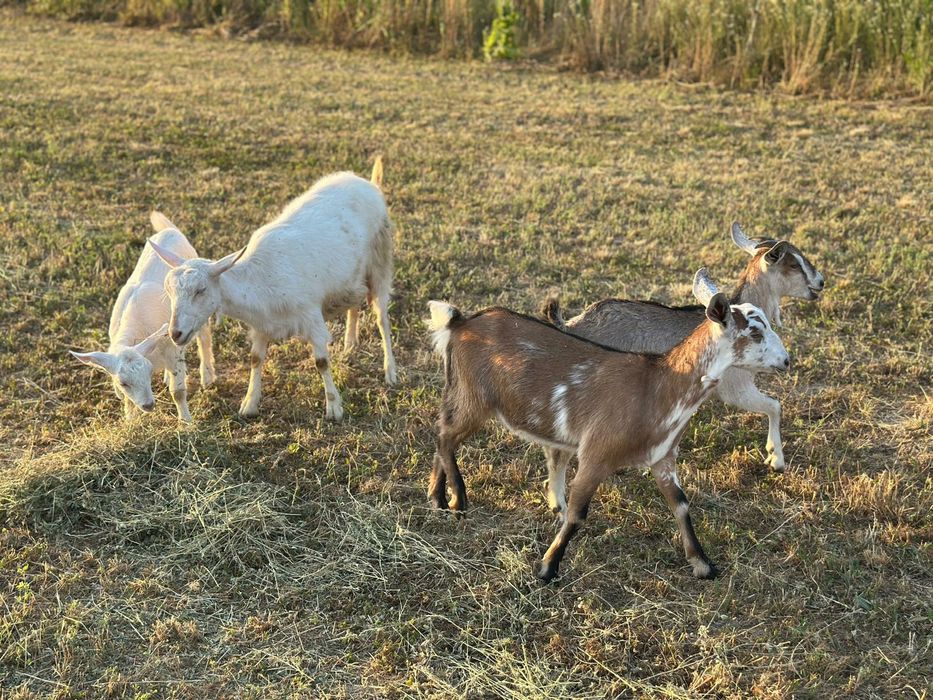 Vând o capră (cea alba)