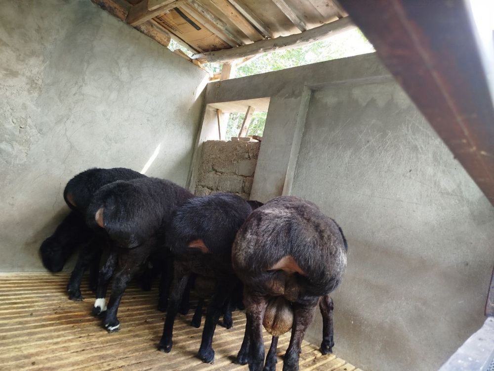Qurbonlikka qòylar tozza, domashniy, 50 kg +-
