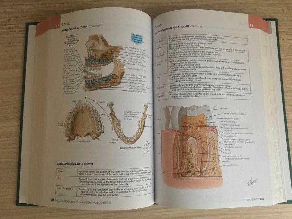 Atlas de Stomatologie - Netter's Head & Neck Anatomy For Dentistry