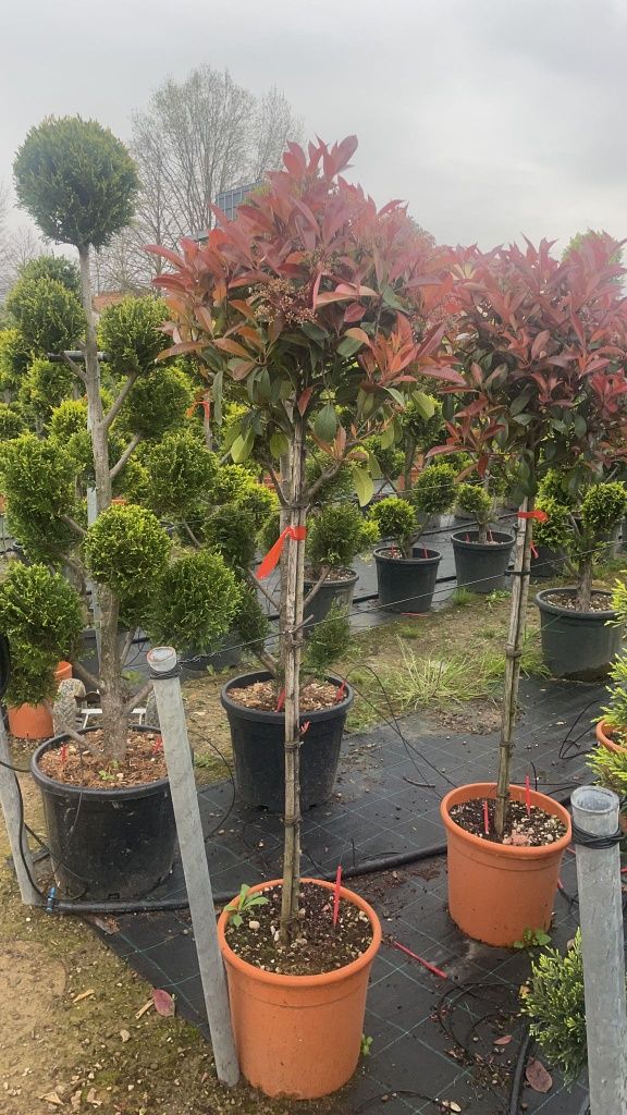 Photinia crescuta pe ghiveci