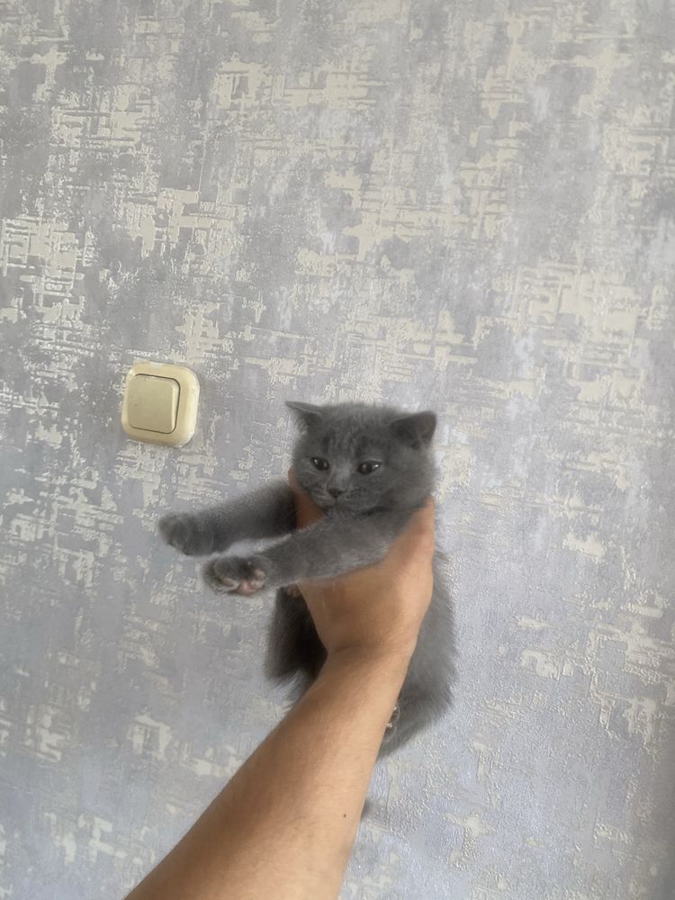 Scottish fold 2 ta.