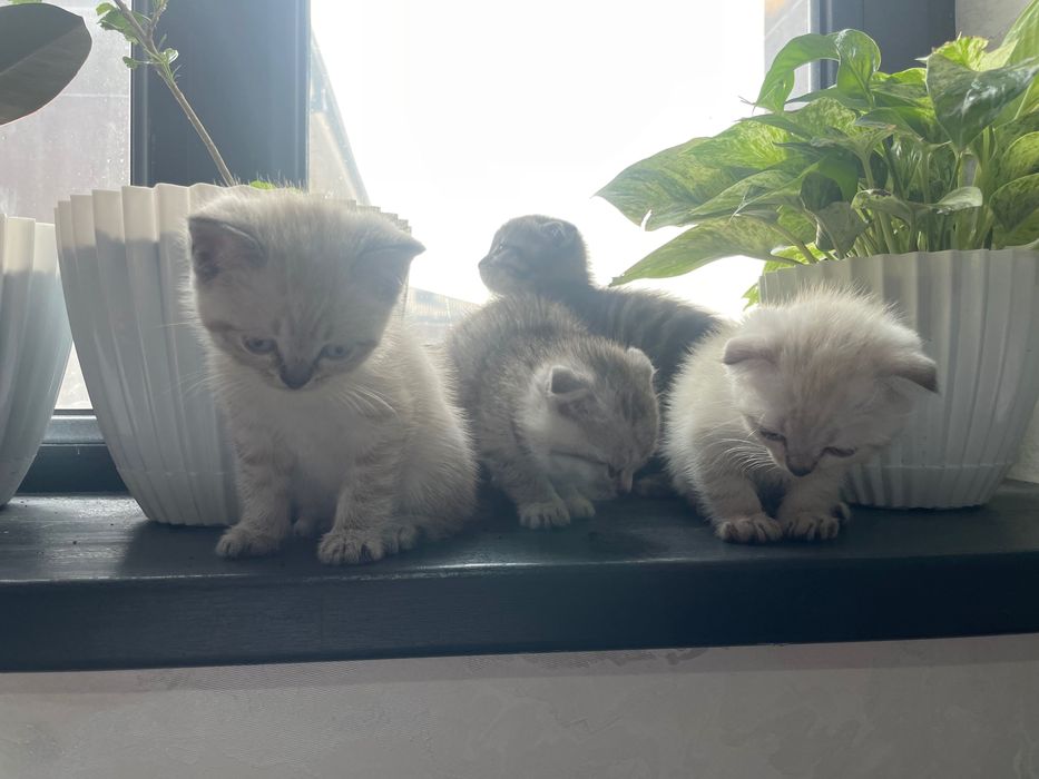 koshka vislouxo porodistiy страйт