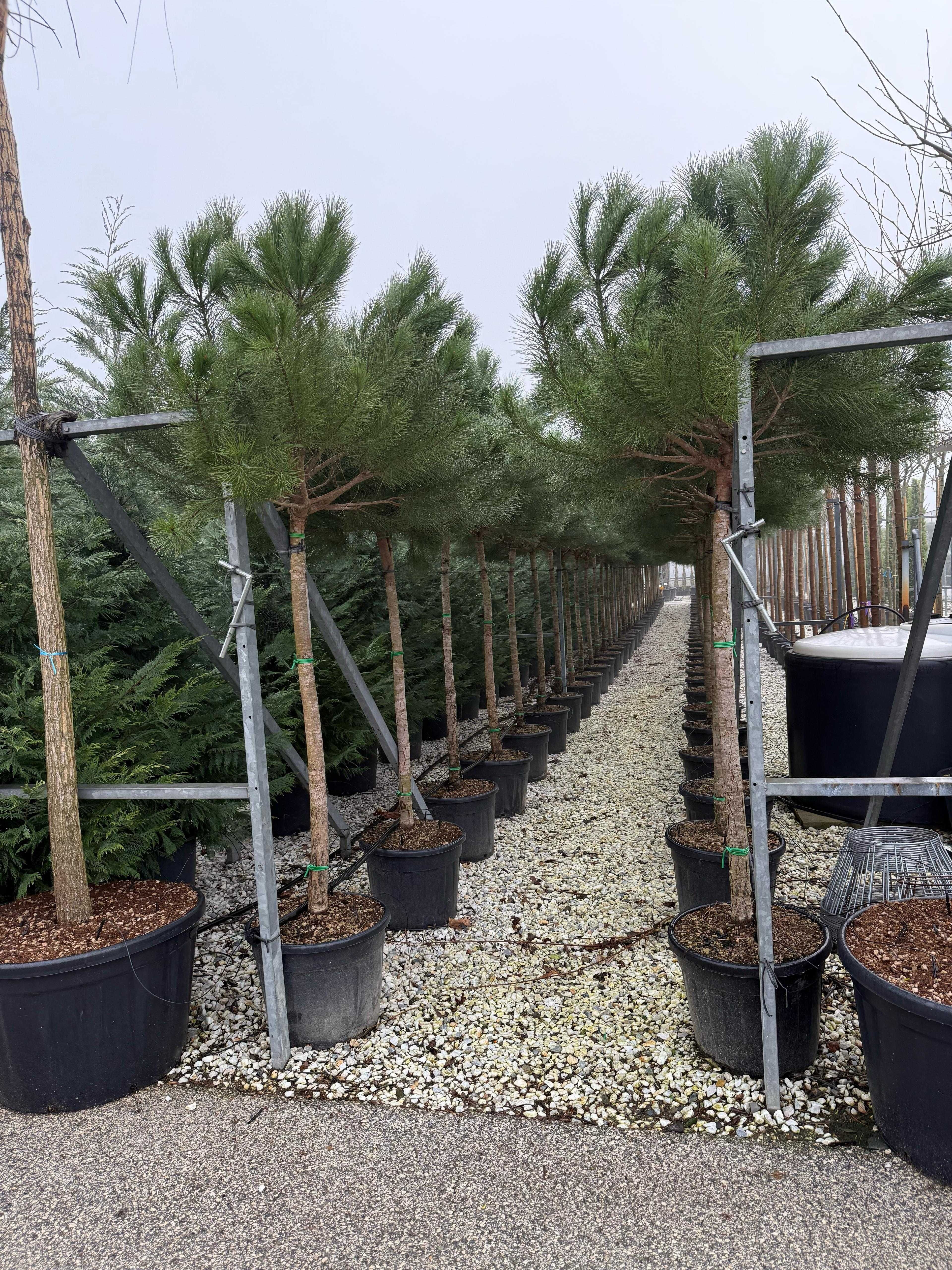 Gazon rulou și plante decorative – Calitate extra garantată!