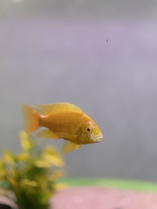 Аудунокара дракон самец и самка