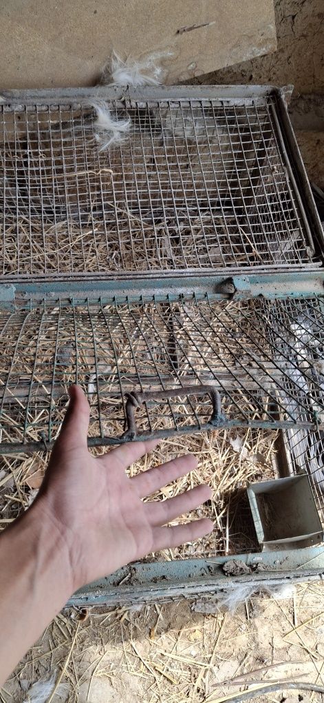 Tovuq katak sotiladi