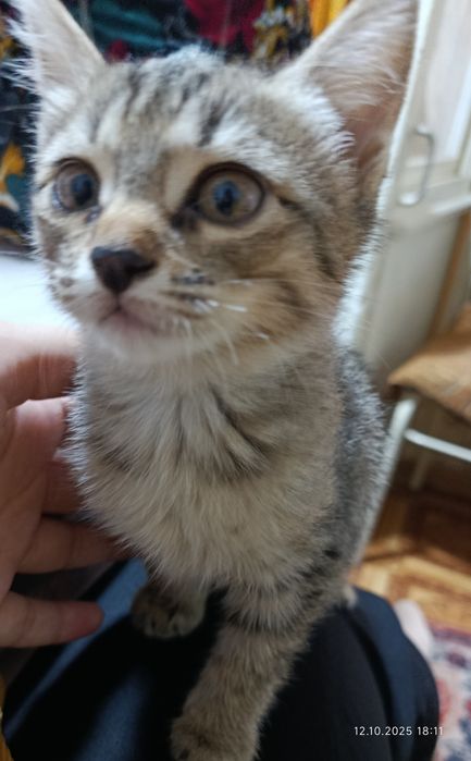 Котята в хорошие руки