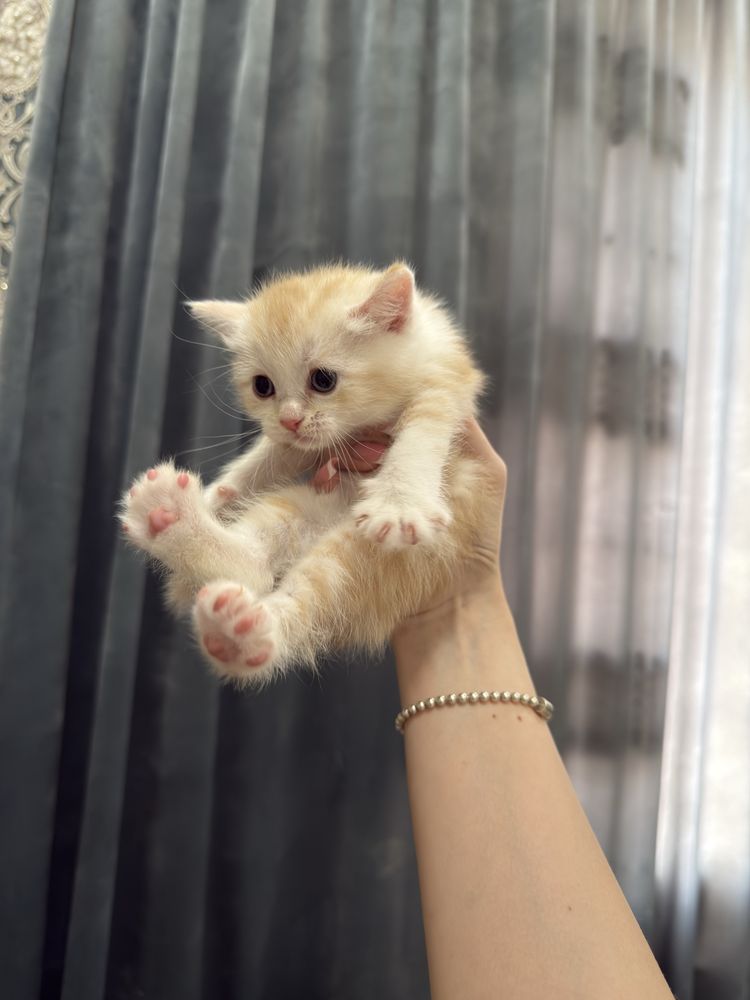 Шотландские котята