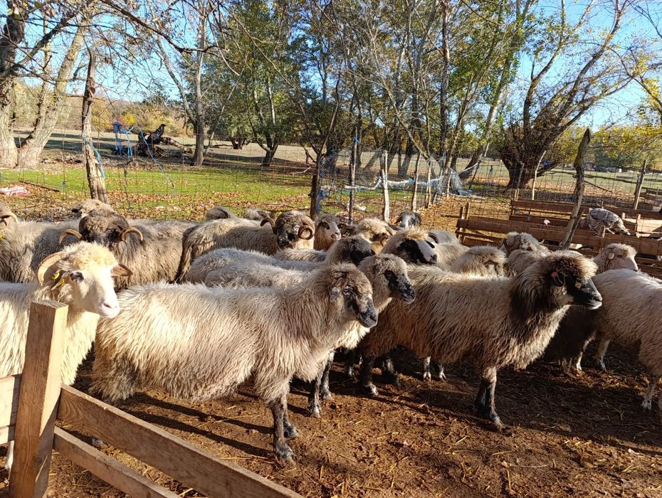 Vând oi reforme grase