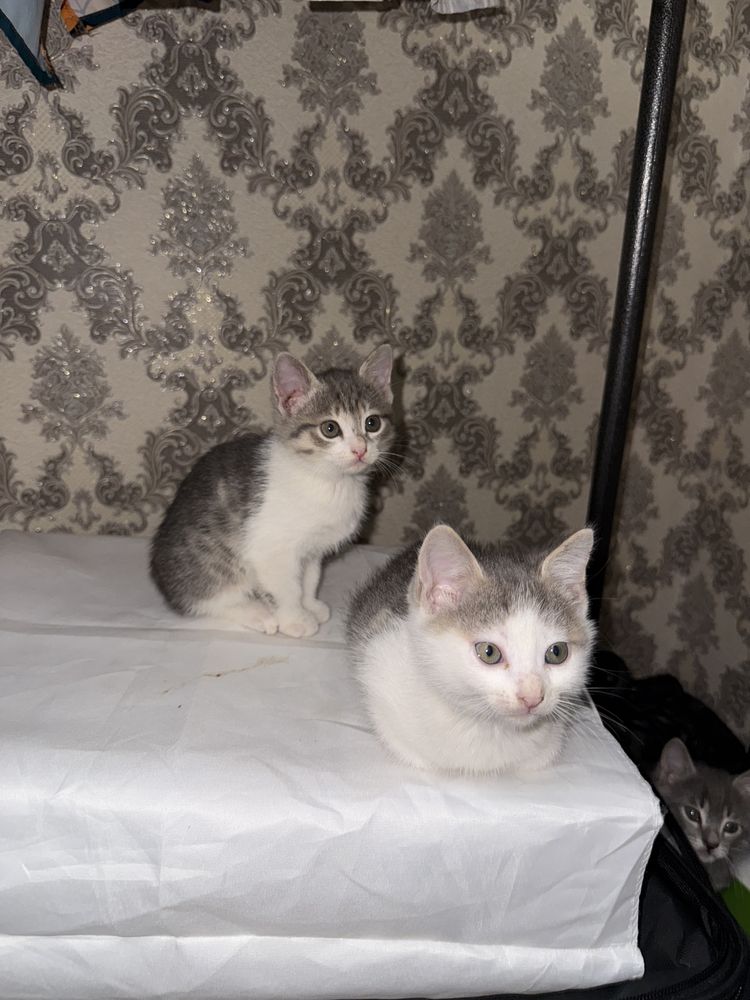 Котята 2 месяца