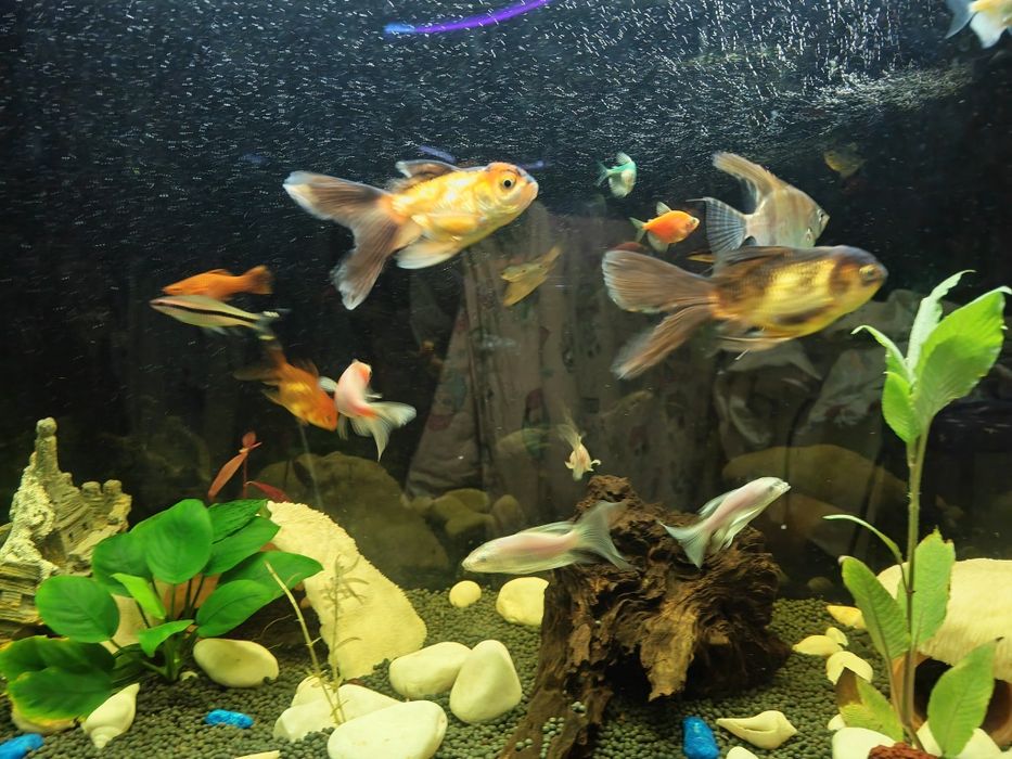Обмен скалярии, золотых рыбок, карп кои и телескопа