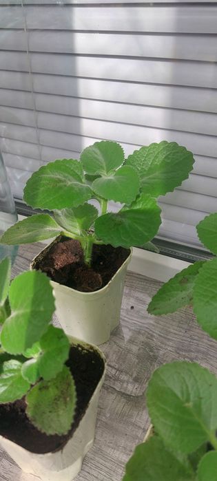 Мята    комнатная .