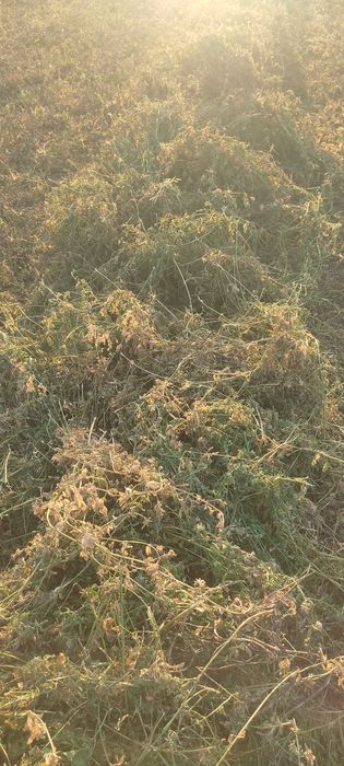 Vând baloți rotunzi de lucernă