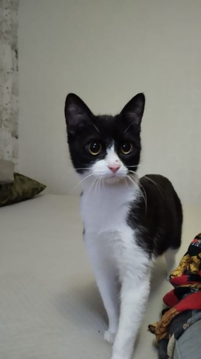 Отдам котят в заботливые руки.