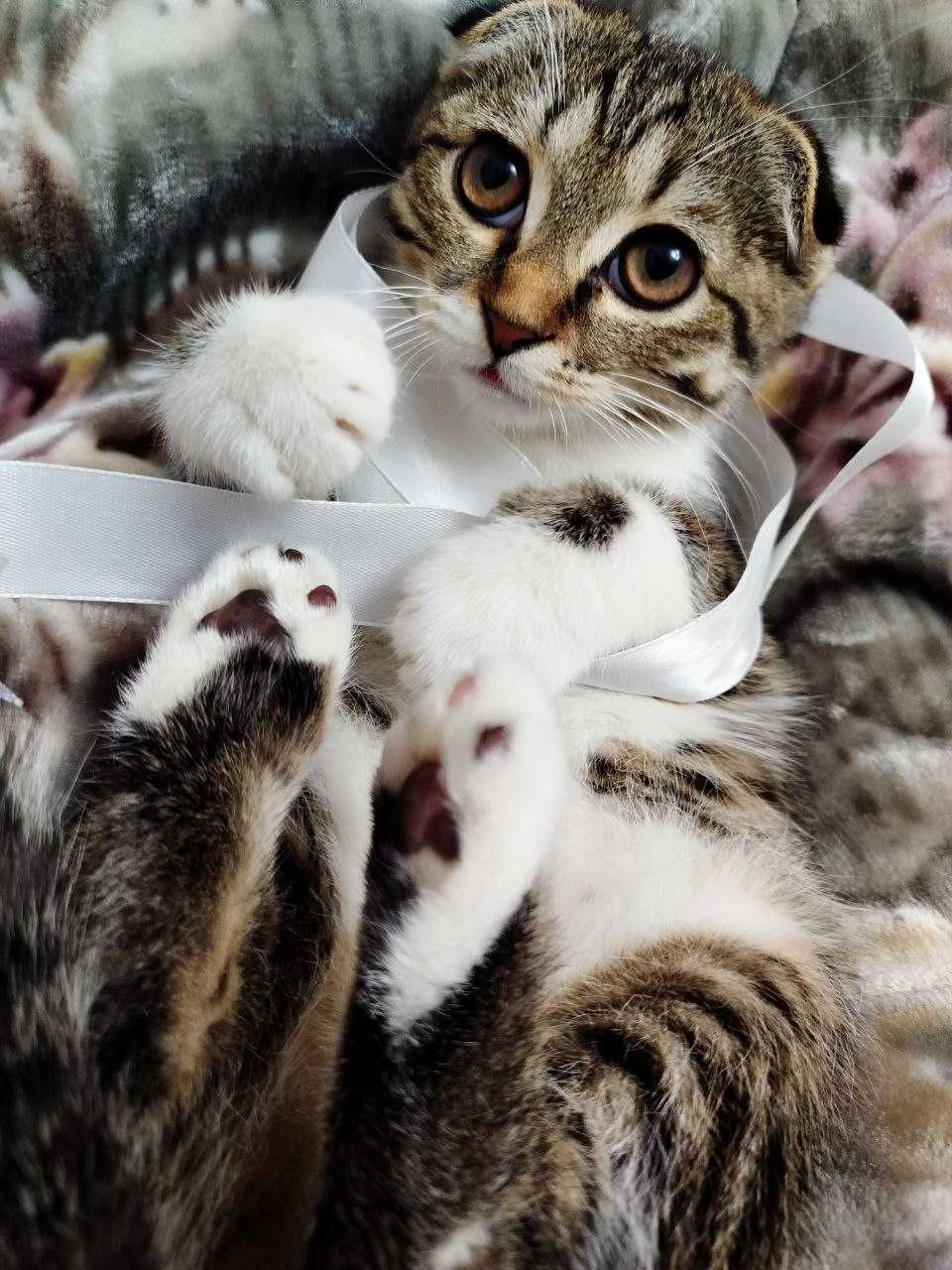 СКОТИШ ФОЛД девочка продается