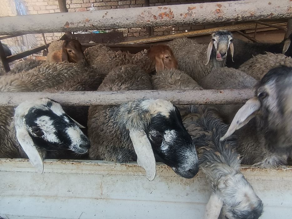 Қурбонликка қўчқорлар бор  хар хил килограмли соғлом