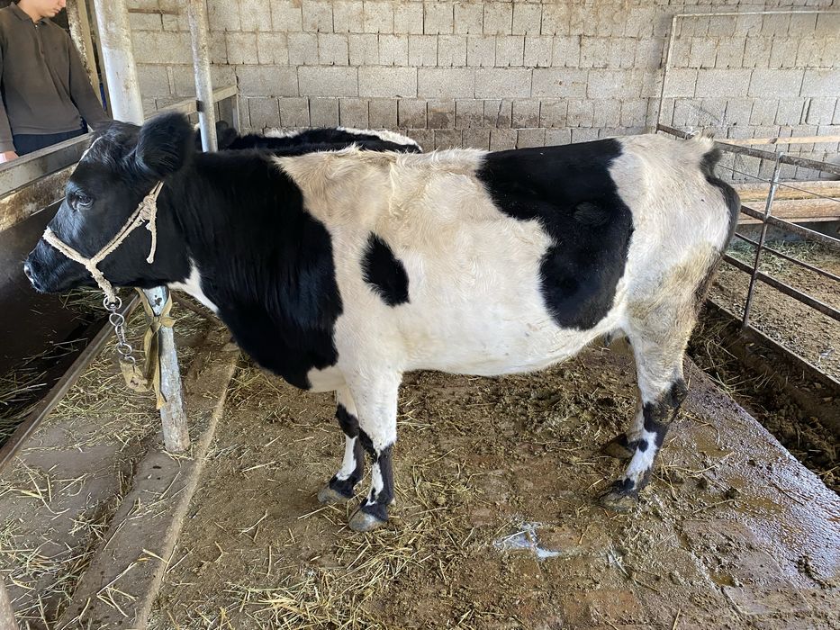 Токал сиыр ети сатылады