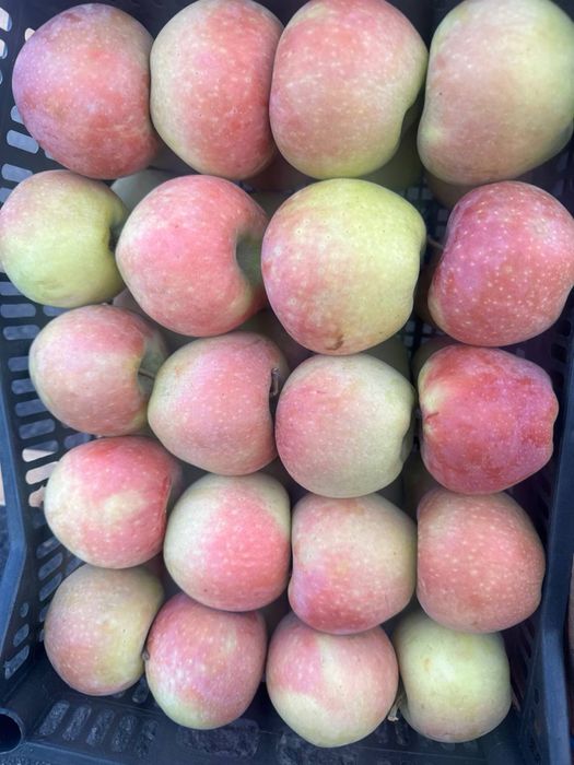 Namangan olmalari bor optom!!!