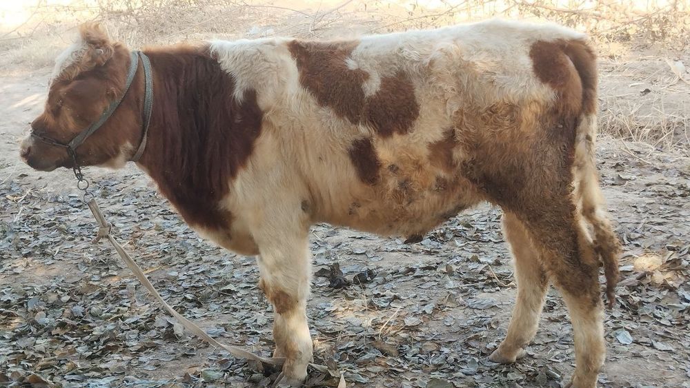 Buqacha sotiladi 9 ,10 oylik