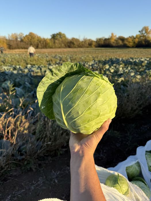 Зеле Чийрз и Марлу