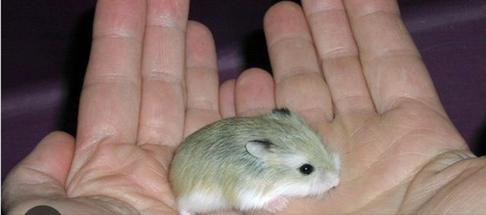 Donez Hamsterrrrr