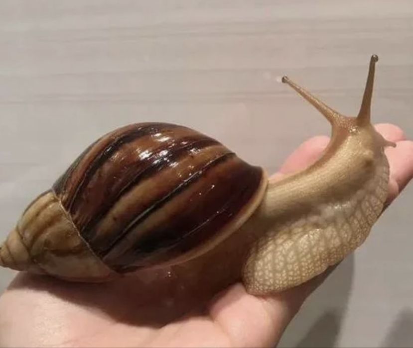 Отдам даром Ахатинок (улитки)