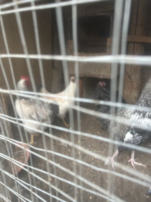 Товуклар сотилади 8 дона