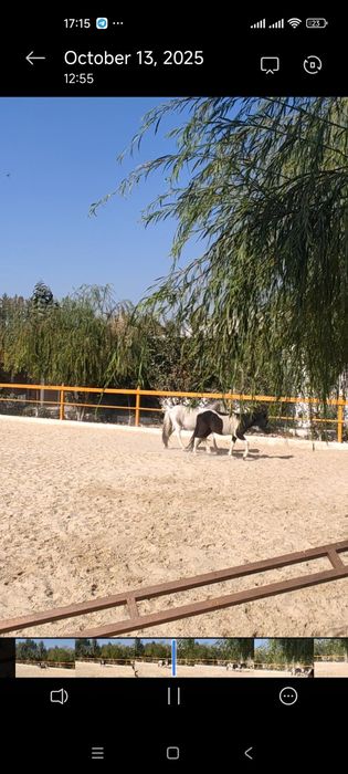 Пони сотилади 1 пара ок кора  эркеги  ок серенвий ургочи