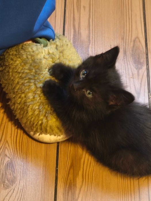 Котята полтора месяца. Игривые, умные