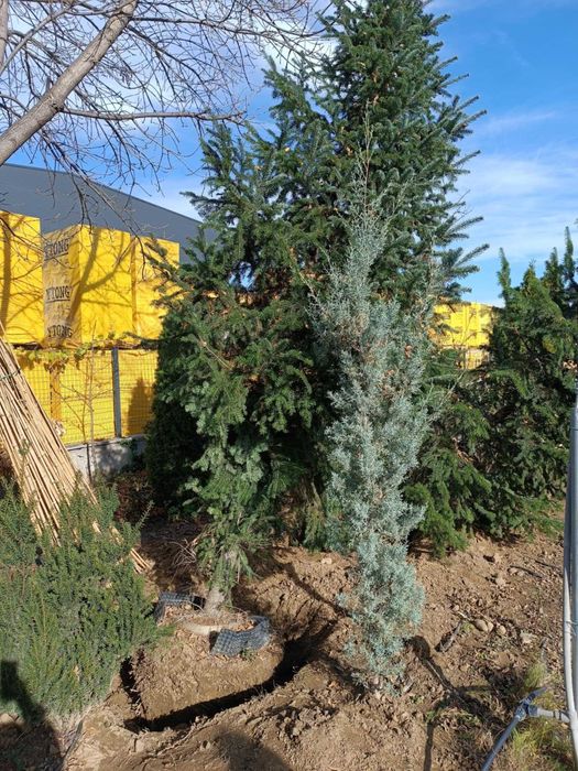 Големи школувани  иглолистни дървета.  София