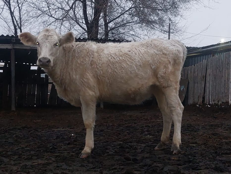 Коровы 450 и 550 тысяч тенге