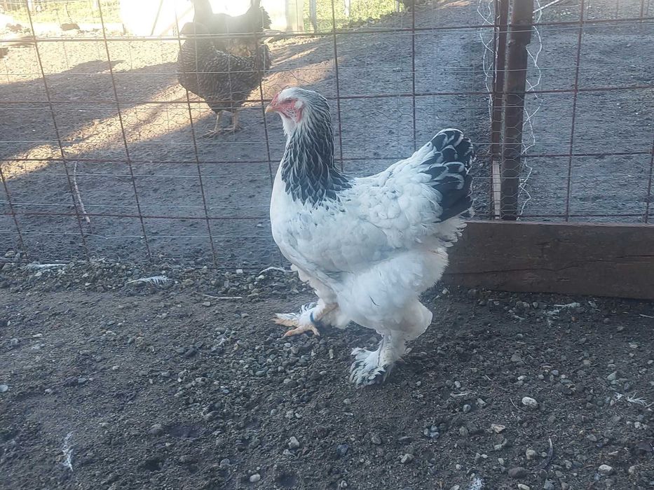 Porumbei gat golasi,voiajori si o gaina brahma