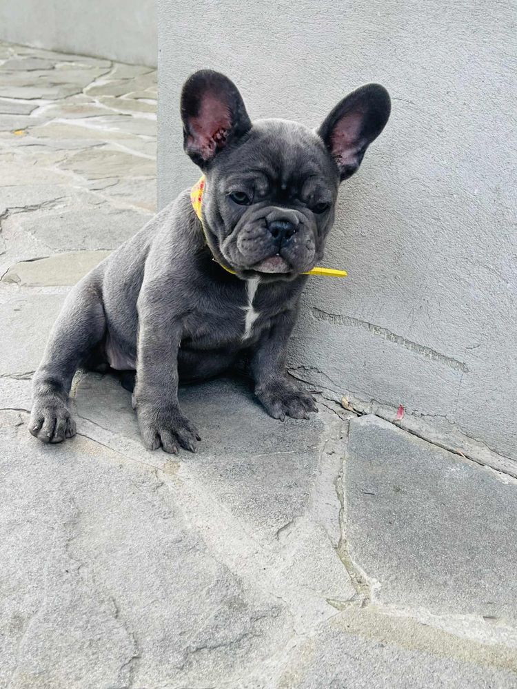 Bulldog francez blue femelă