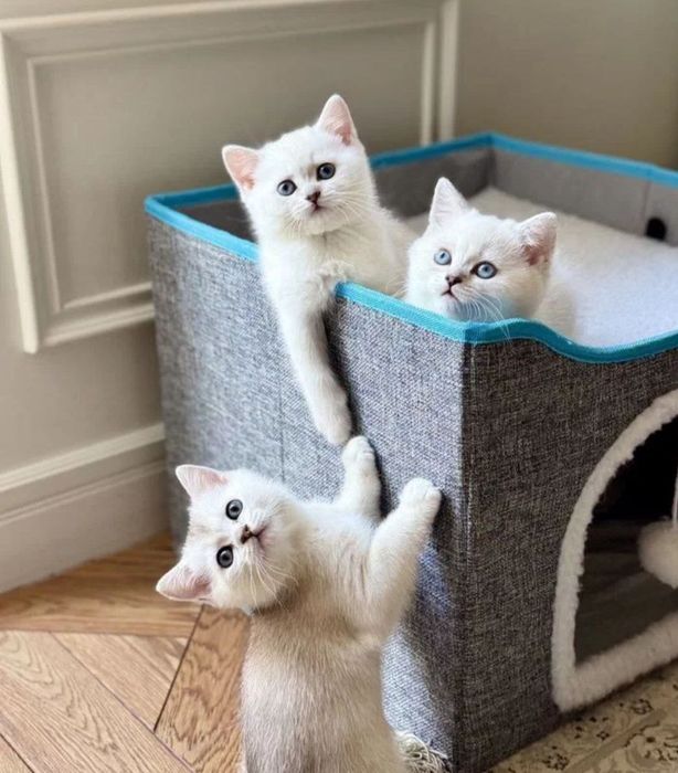 Zotdor Mushuklar sotiladi arzon narhda