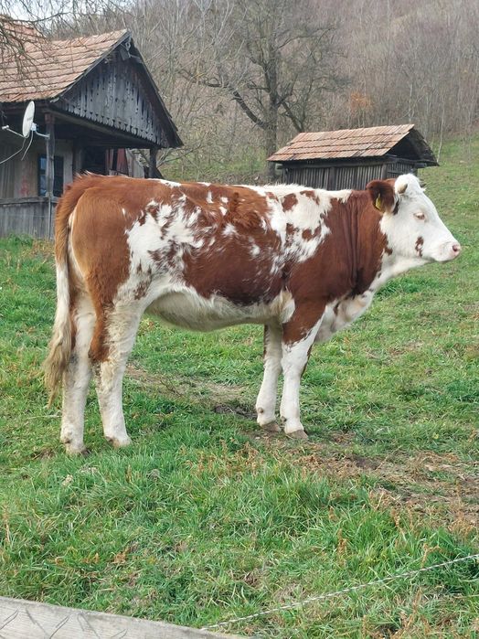 Vaca de vanzare!