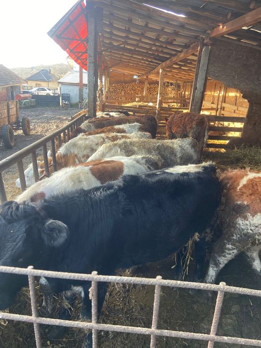 Vand vitele tinute pe boxa cu media 200 +