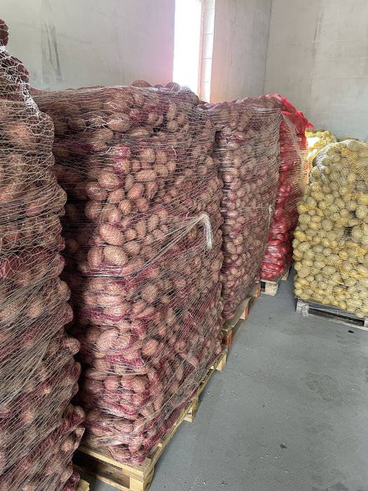 vand cartofi de polonia