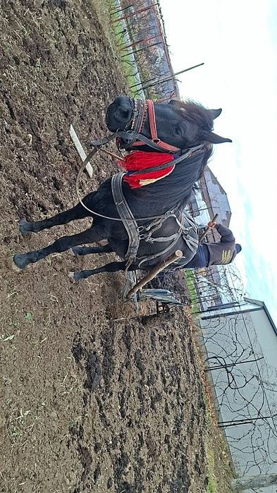 Vând iapă montată