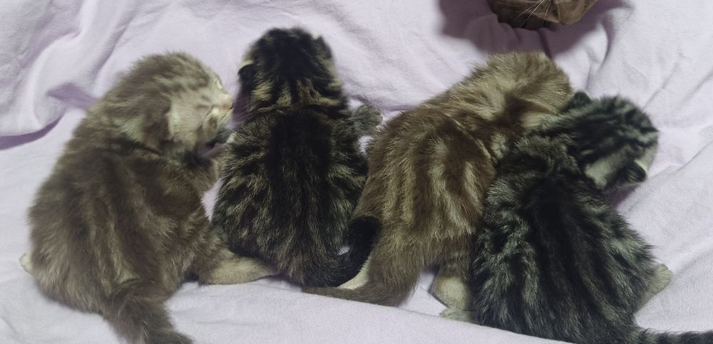 Продам котят шотландская  вислоухая