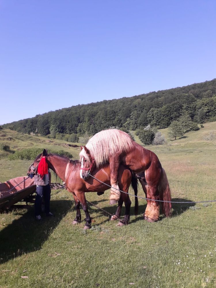 Armăsar de vânzare